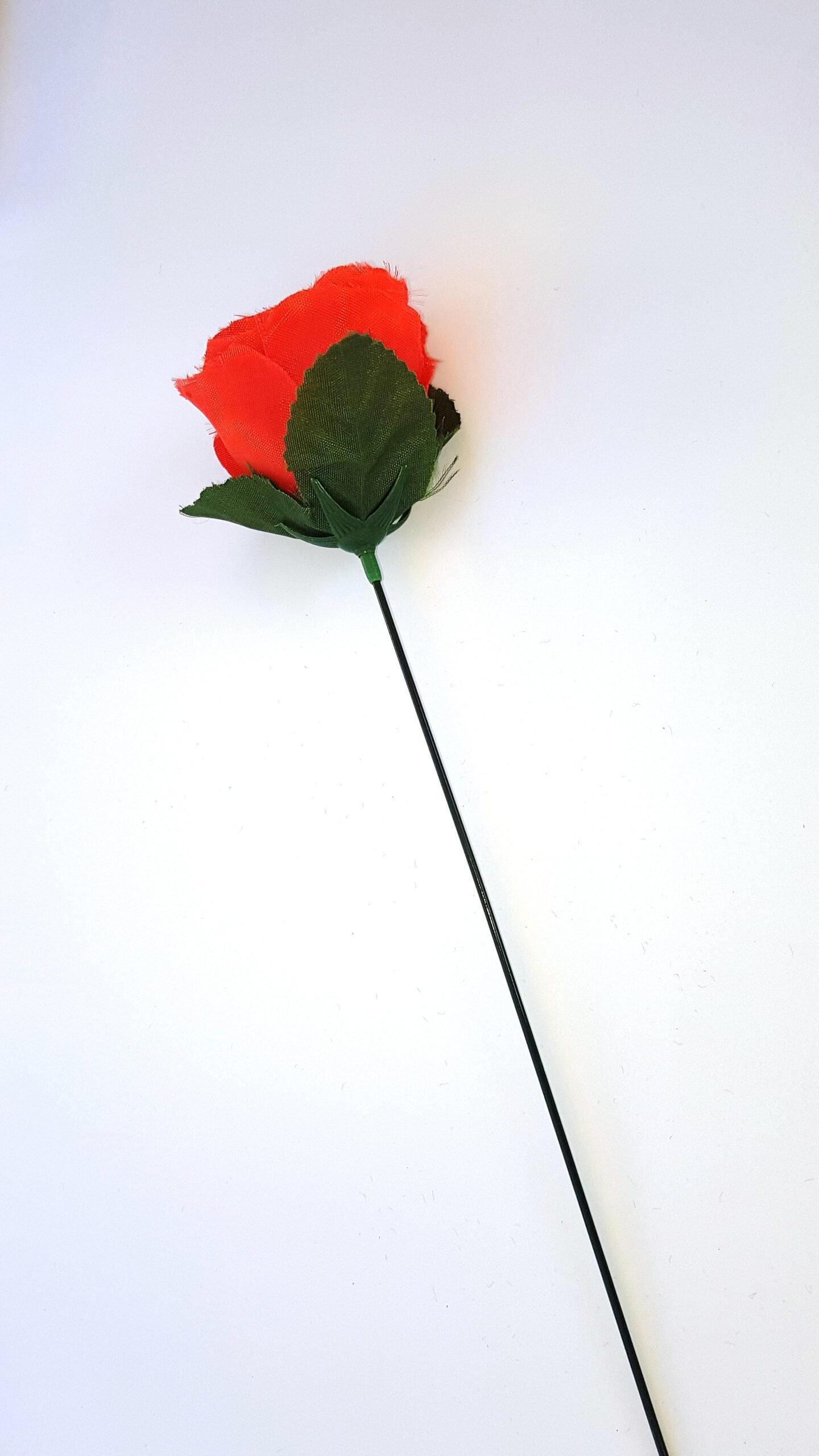 קסם פרח אש לגילאי 18 ומעלה